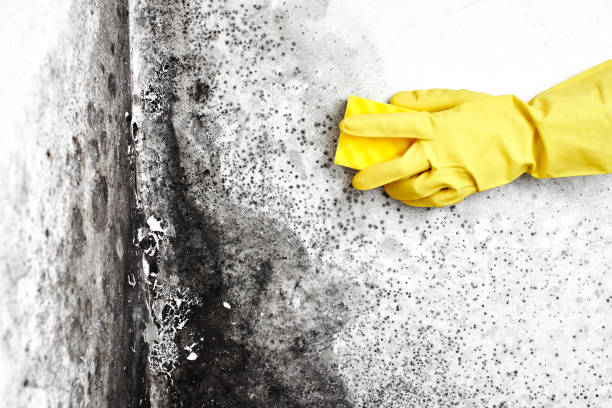 Best Residential Mold Inspection & Testing  in Grosse Pointe Park, MI