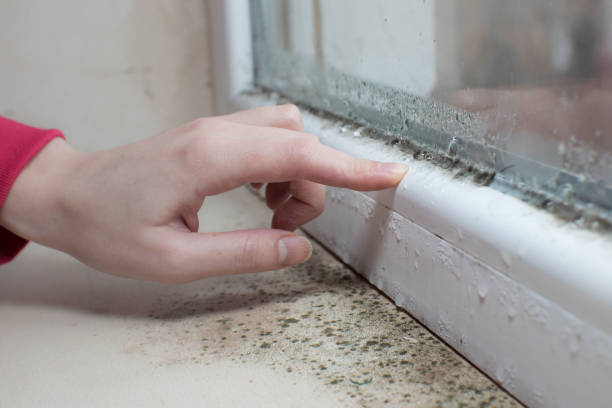 Best Emergency Mold Remediation  in Grosse Pointe Park, MI